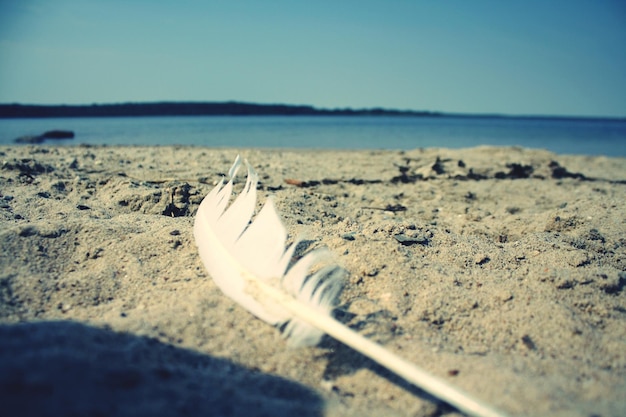 Photo un gros plan d'un crabe sur la plage contre un ciel dégagé