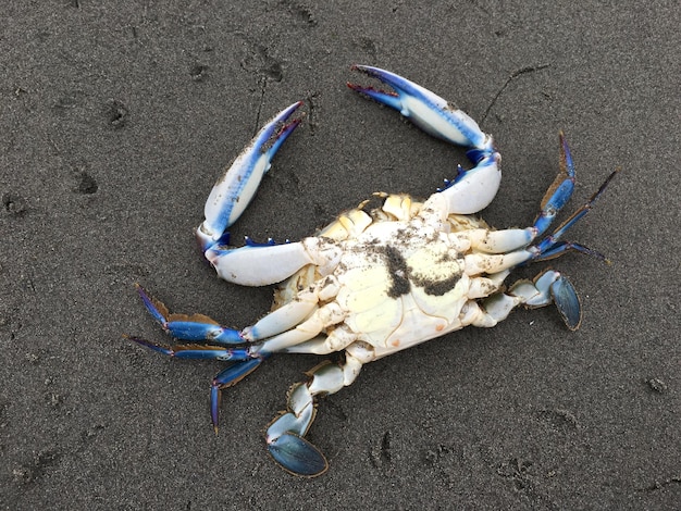 Photo un gros plan d'un crabe sur la plage