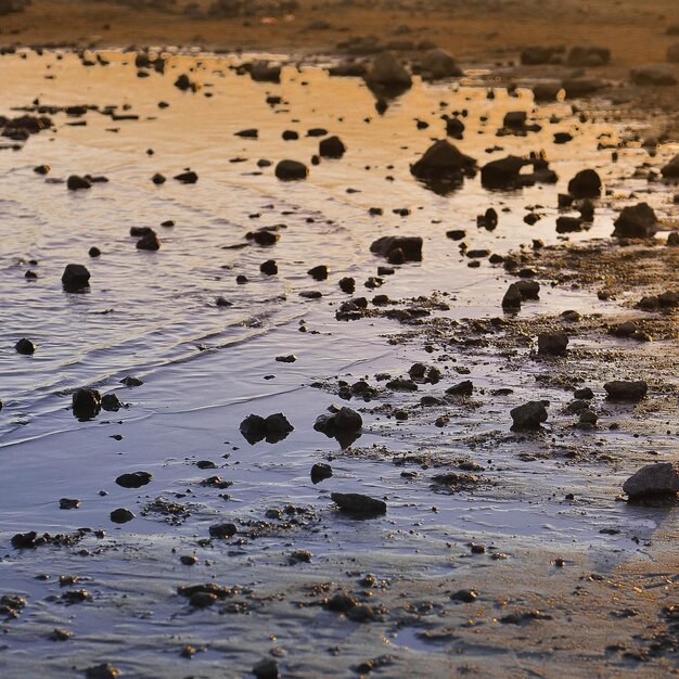 Un gros plan d'un crabe sur la plage