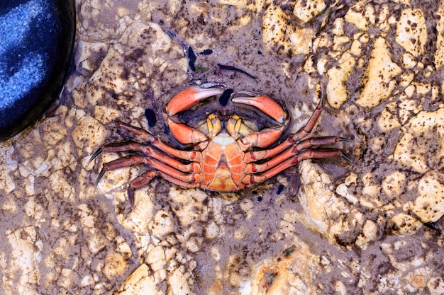 Photo un gros plan d'un crabe sur la plage