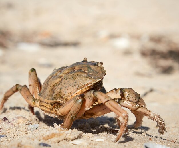 Gros plan sur le crabe sur la rive sablonneuse de la mer