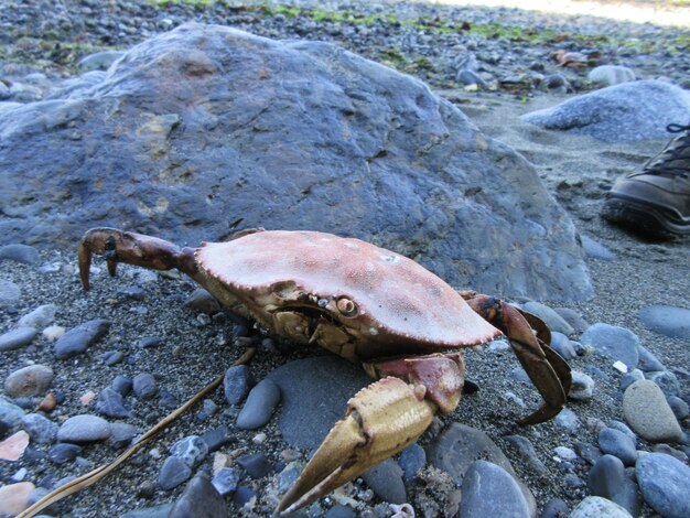Un gros plan d'un crabe sur un rocher à la plage