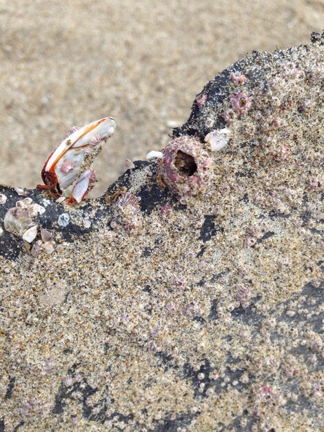 Photo un gros plan d'un crabe sur le sable de la plage