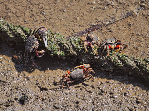 Photo un gros plan d'un crabe sur le sable