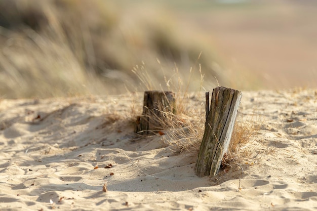 Photo un gros plan d'un crabe sur le sable