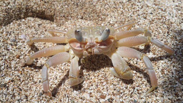 Photo un gros plan d'un crabe sur le sable