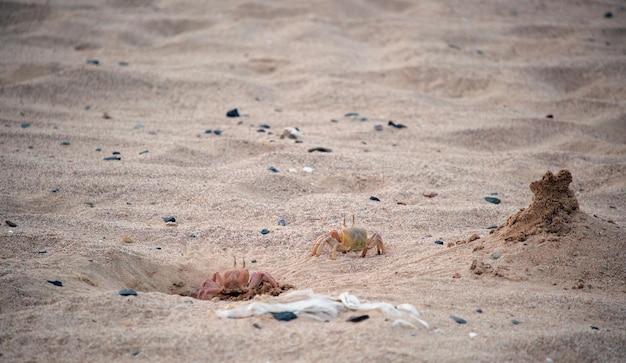 Gros plan sur un crabe sauvage se cachant dans un trou de sable sur la plage de la mer