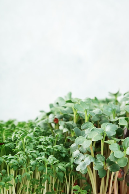 Gros plan sur le cresson microvert et le radis. Concept de jardinage domestique et de verdure à l'intérieur