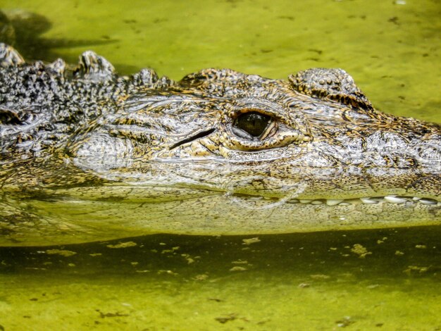 Photo un gros plan d'un crocodile dans l'eau