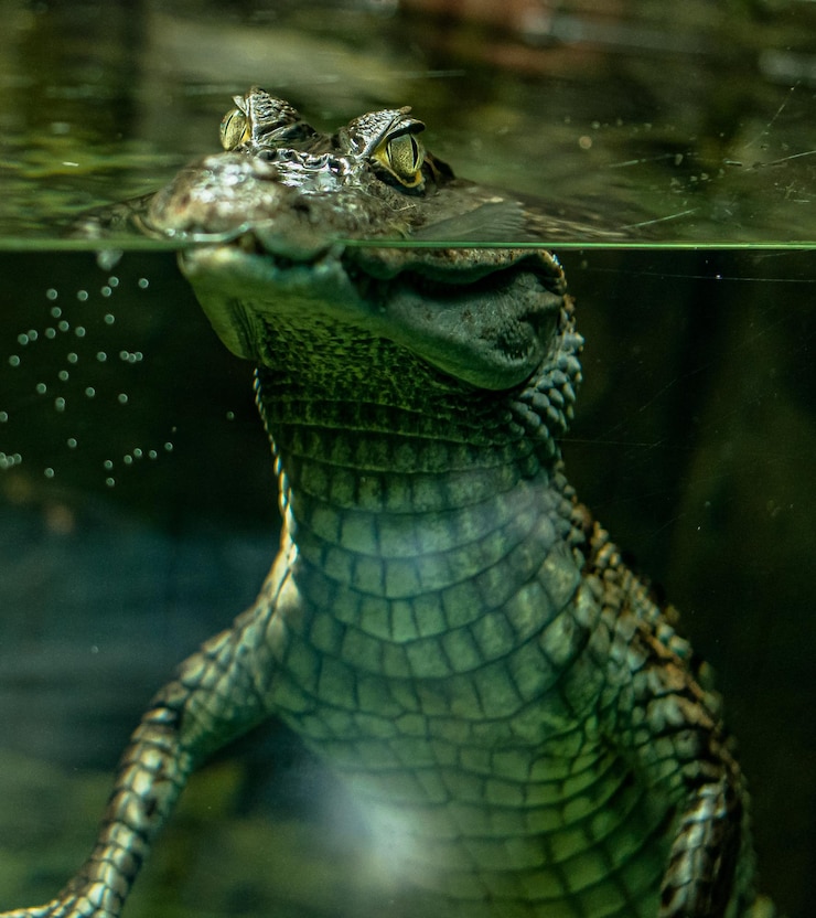 Photo un gros plan d'un crocodile dans l'eau