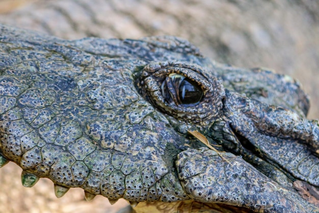 Un gros plan d'un crocodile dans l'eau