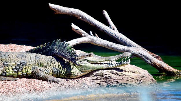 Photo un gros plan d'un crocodile dans l'eau