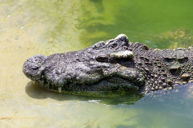 Gros plan sur le crocodile à grosse tête qui montre la tête dans la rivière