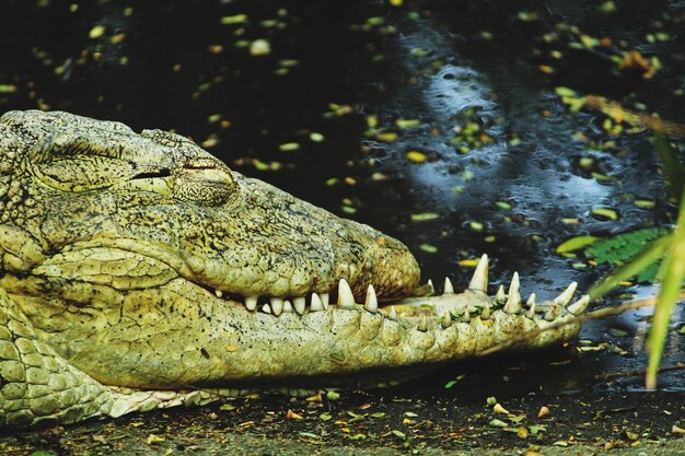 Photo un gros plan d'un crocodile en mer