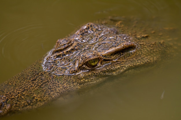 Gros plan d&#39;un crocodile siamois en Thaïlande