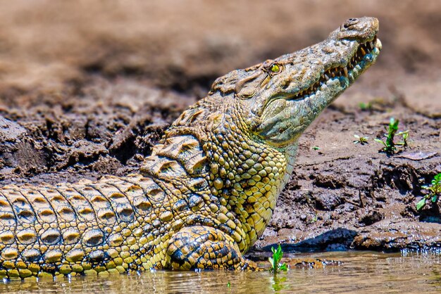 Photo un gros plan d'un crocodile