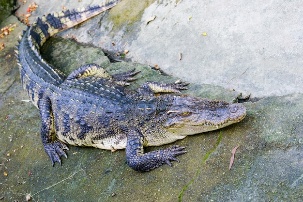 Gros plan, crocodiles