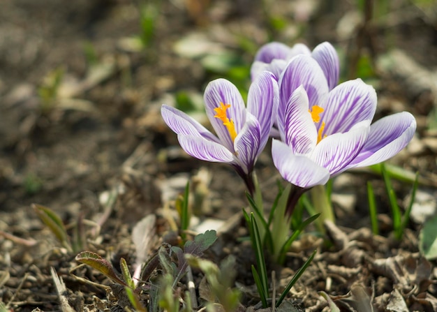 Gros plan de crocus pour le fond et la publicité 6