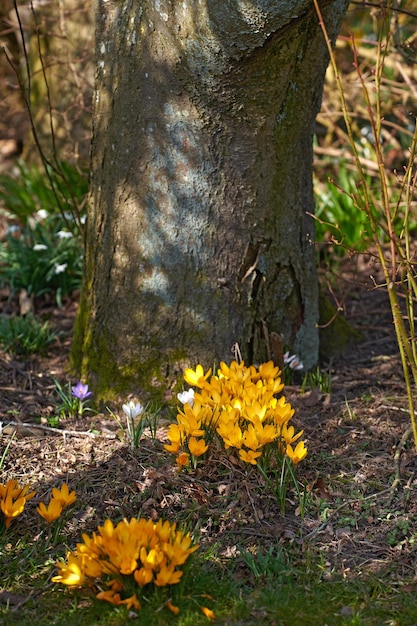 Gros plan de Crocus sauvages poussant contre un arbre dans un champ ou une forêt verdoyante et luxuriante Zoomez sur les détails de fleurs jaunes douces en harmonie avec la nature des têtes de fleurs sauvages tranquilles dans un bois calme et zen