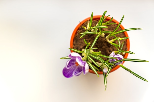 Gros plan de crocus violets en fleur sur le rebord de la fenêtre. Fleurs de printemps, jardinage domestique