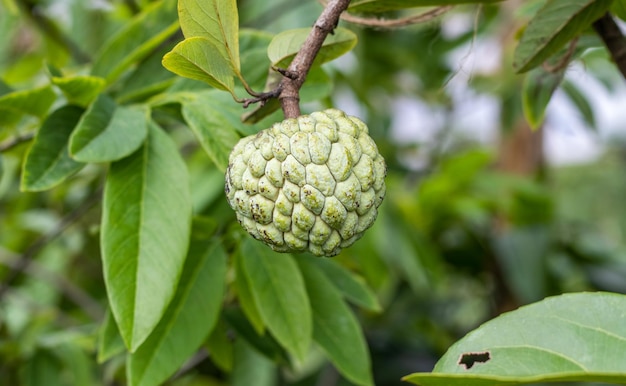 Gros plan de la croissance de la pomme à la crème ou de la pomme à sucre sur l'arbre