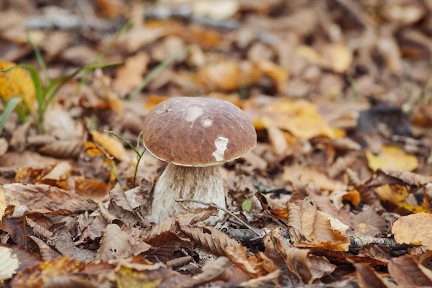 Gros plan de la culture des champignons en forêt