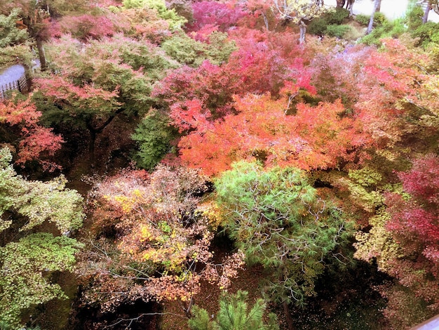 Gros plan et culture d'érables paysage colorés à Kyoto