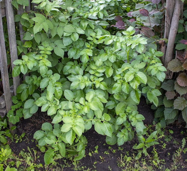 Gros plan de la culture de pommes de terre dans l'arrière-cour d'une écoferme un jeune buisson de pommes de terre vertes sur le fond du sol Pommes de terre dans le jardin