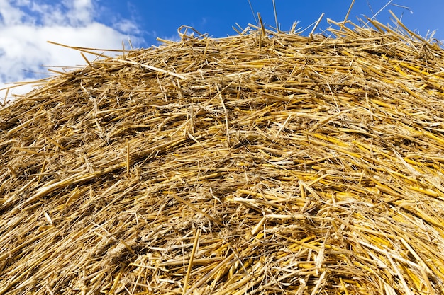 Gros plan sur les cultures de céréales