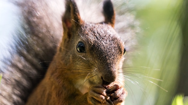 Gros plan Écureuil roux Sciurus vulgaris mangeant des noix. Tomsk, Sibérie