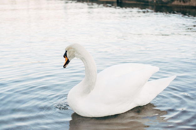 Un gros plan d'un cygne blanc sur l'eau