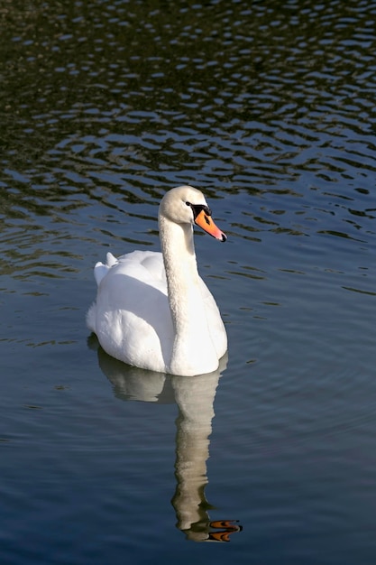 Gros plan de cygne gracieux blanc nageant sur un fond de lac