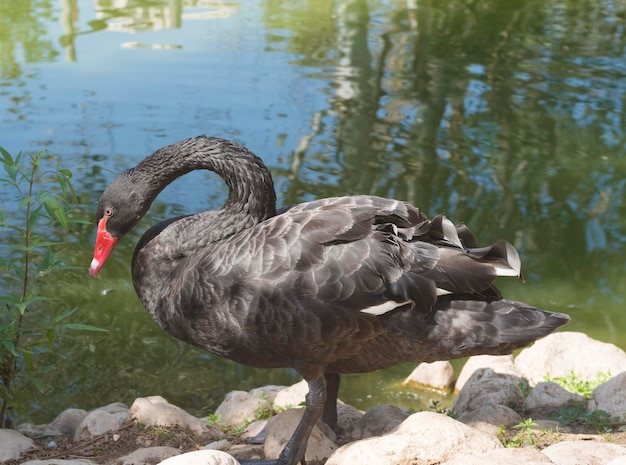 Gros plan d'un cygne noir avec un bec rouge, debout sur des rochers près de l'eau