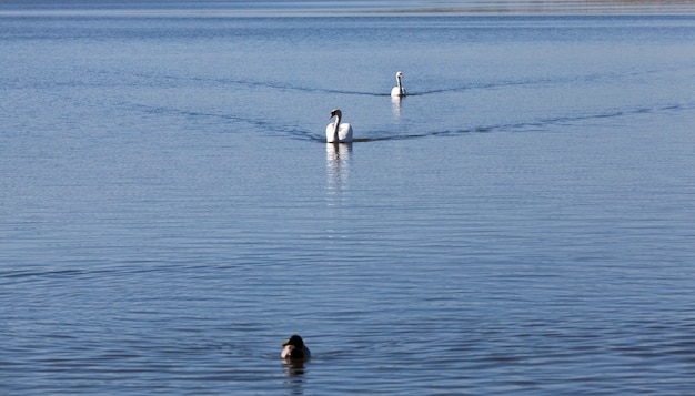 Gros plan sur les cygnes blancs