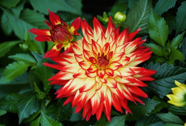 Un gros plan de la Dahlia rouge et jaune vif 39La nuit arabe 39