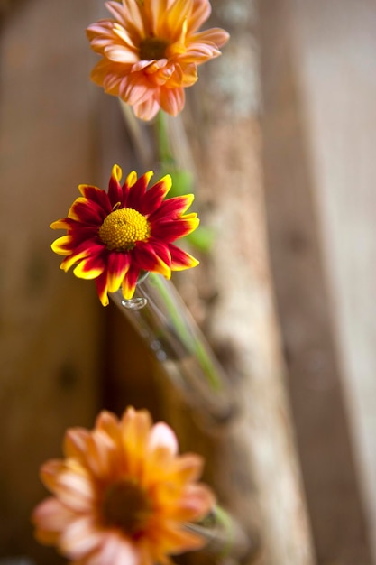 Gros plan de dahlias