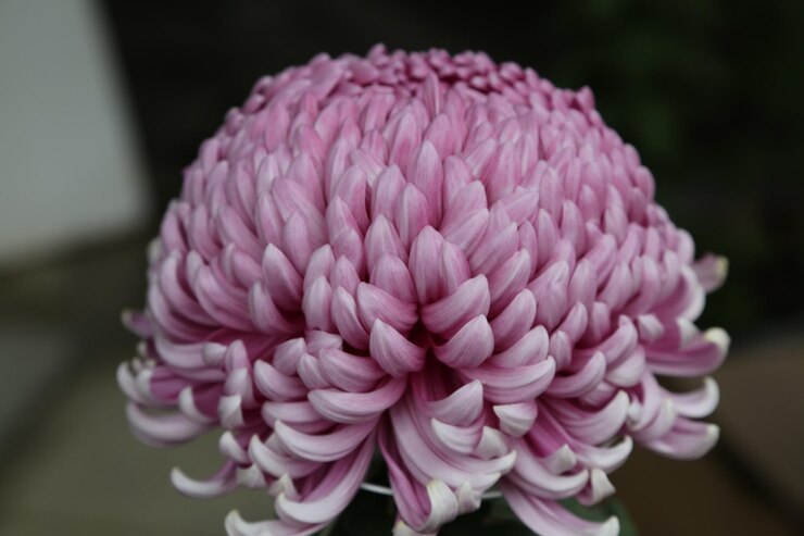 Photo un gros plan de la dahlie rose