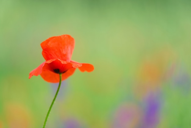 Gros plan dans le champ de coquelicot et le soleil.