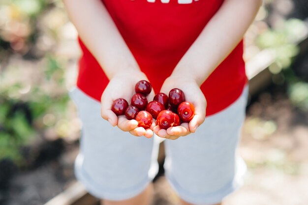 Gros plan dans les mains d'une cerise rouge mûre un jour d'été.