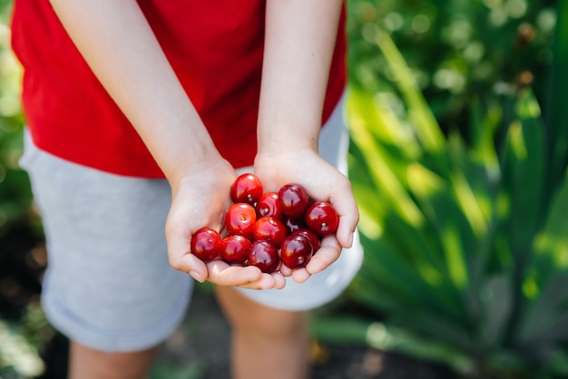 Gros plan dans les mains d'une cerise rouge mûre un jour d'été.