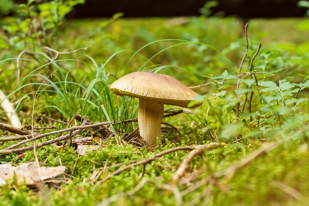 Gros plan de délicieux champignons mûrs orangecap boletus edulis poussant dans la forêt du parc parmi les brindilles de feuilles d'herbe verte