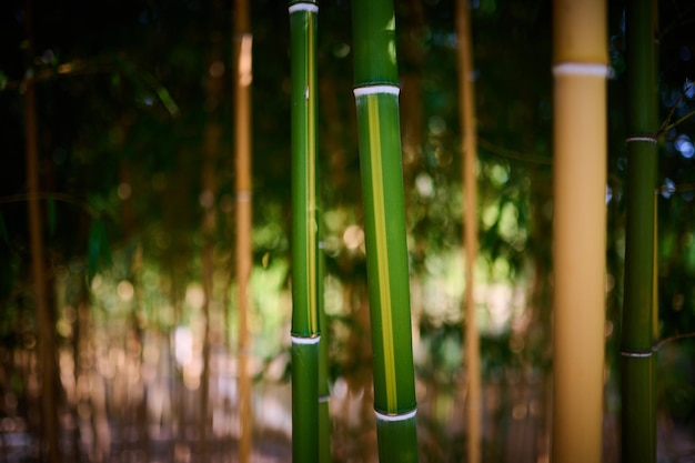 Un gros plan dense de bambouseraie séduit par sa beauté unique