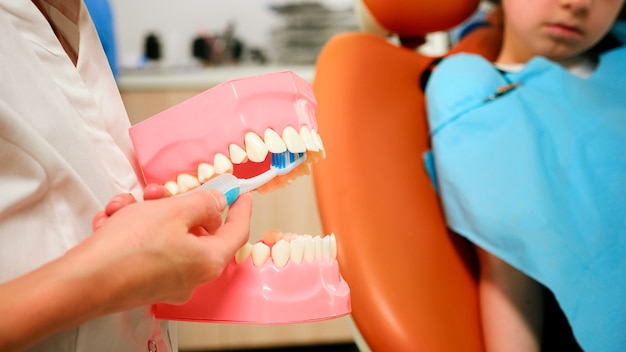 Gros plan sur un dentiste démontrant un brossage professionnel des dents avec une brosse à dents, des mouvements qui aident à garder vos dents en bonne santé. Orthodontiste spécialiste tenant la mâchoire dentaire parlant avec le patient