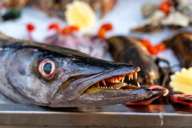 Gros plan sur les dents de barracuda Barracuda de poisson frais de mer au marché de l'alimentation de rue Concept de fruits de mer Barracuda cru pour la cuisson