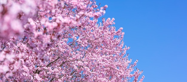 Gros plan sur le dessus de l'arbre de fleur de cerisier rose au printemps fleurissent sur fond de ciel bleu ensoleillé. Printemps