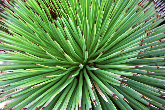 gros plan de détail de cactus