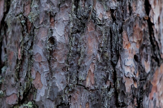 Gros plan détail du vieux tronc d'arbre