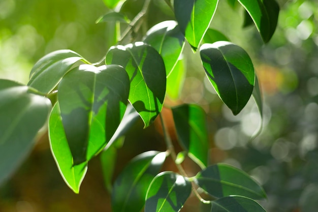 Gros plan détail des feuilles vertes d'un arbre