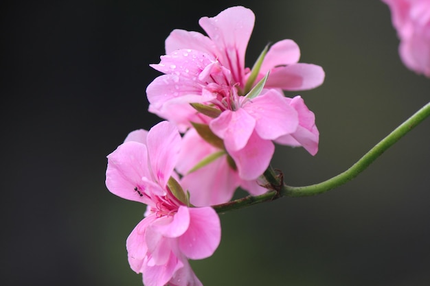 gros plan détail fleur rose avec arrière-plan flou