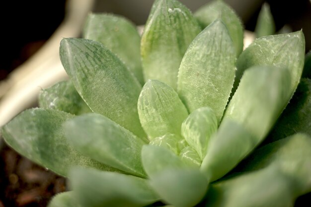 Gros plan sur le détail des plantes succulentes